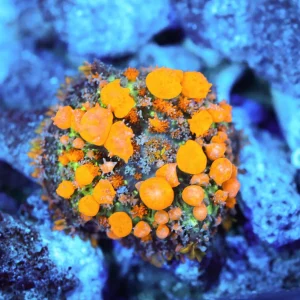 Sunkist Bounce Mushroom WYSIWYG - SAQ Coral Farm