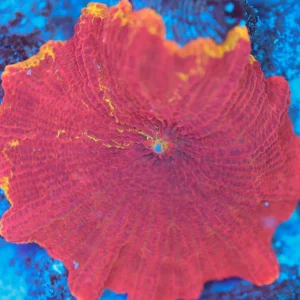Sunstruck Jawbreaker WYSIWYG - SAQ Coral Farm