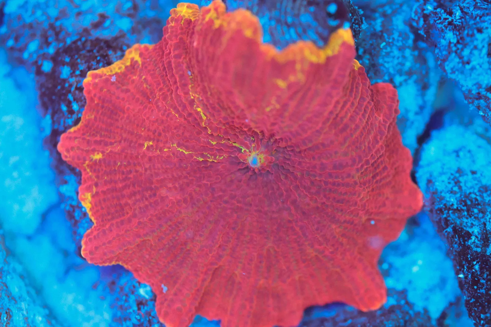 Sunstruck Jawbreaker WYSIWYG - SAQ Coral Farm