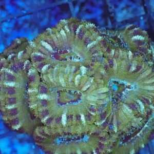 Swamp Acan Colony WYSIWYG - SAQ Coral Farm