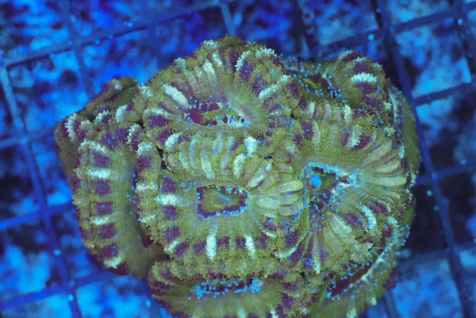 Swamp Acan Colony WYSIWYG - SAQ Coral Farm