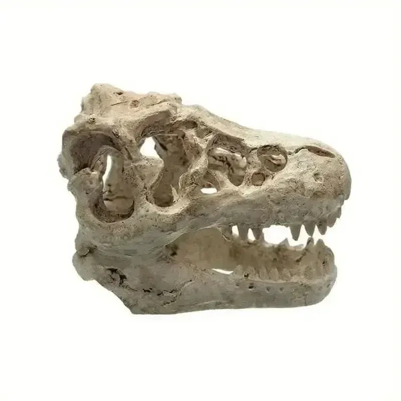 Talis-us Crocodile Skull Resin Ant Farm Decor