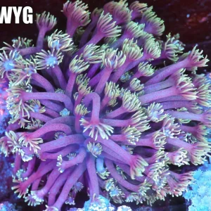 Teal And Purple Goniopora Colony WYSIWYG - SAQ Coral Farm