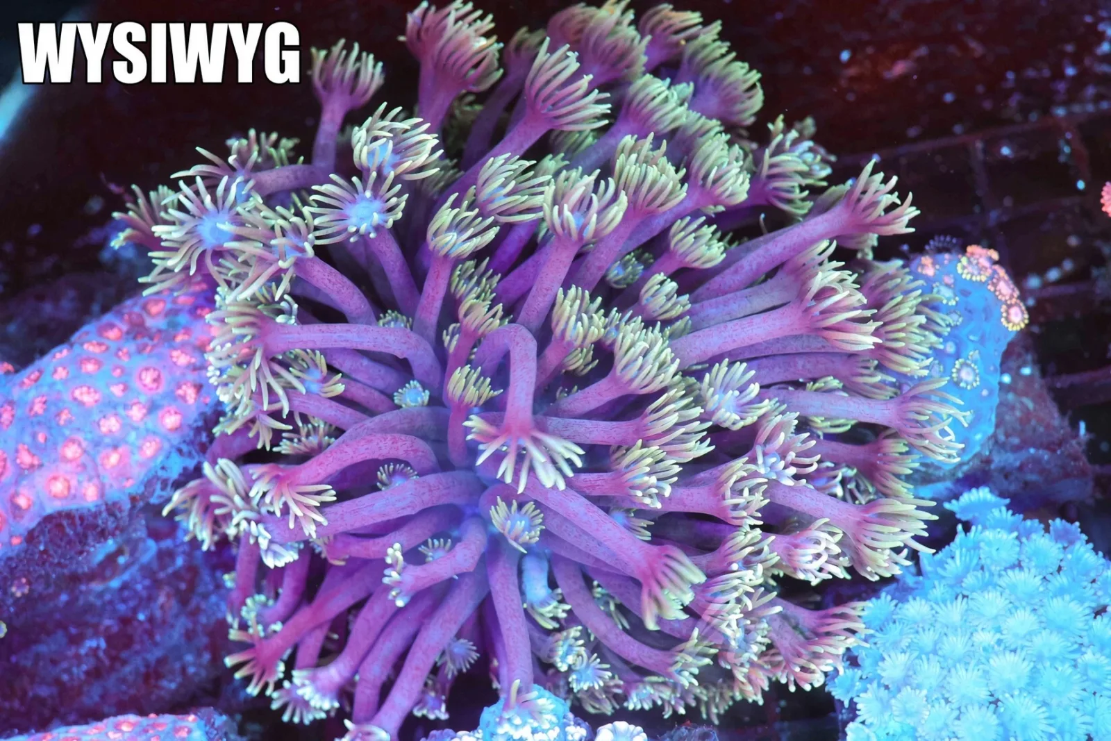 Teal And Purple Goniopora Colony WYSIWYG - SAQ Coral Farm