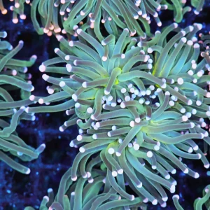Teal Blue Torch Coral - SAQ Coral Farm