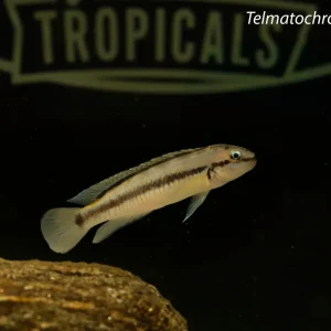 Telmatochromis vittatus