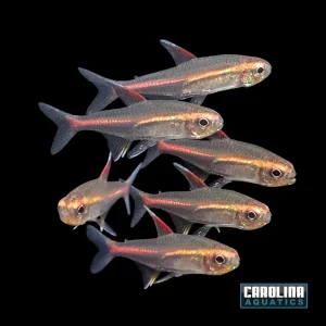 Tetra - Glo Lite