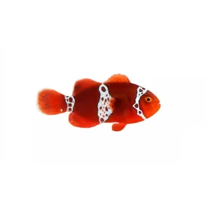 Thunder Maroon Clownfish (Amphiprion biaculeatus) - ORA