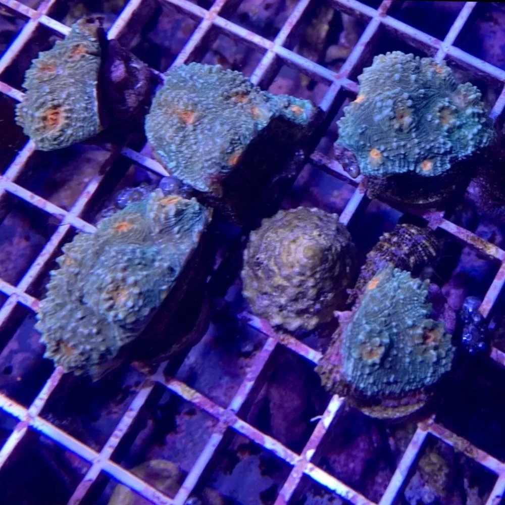 Tidal Wave Chalice Coral - SAQ Coral Farm