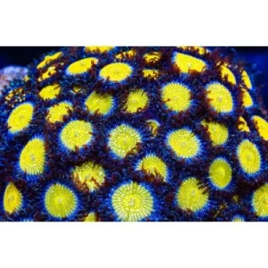 TSA Frozen Apple Zoanthids - SAQ Coral Farm
