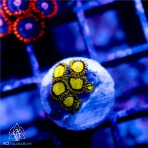 TSA King Midas Zoanthids - SAQ Coral Farm