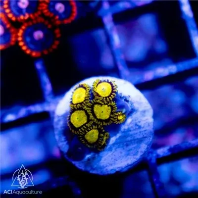 TSA King Midas Zoanthids - SAQ Coral Farm
