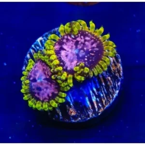 TSA Purple Monster Zoanthids - SAQ Coral Farm