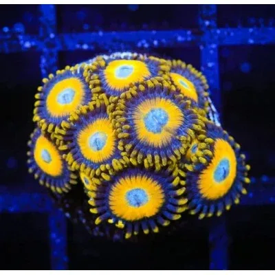 TSA Scrambled Eggs Zoanthids - SAQ Coral Farm