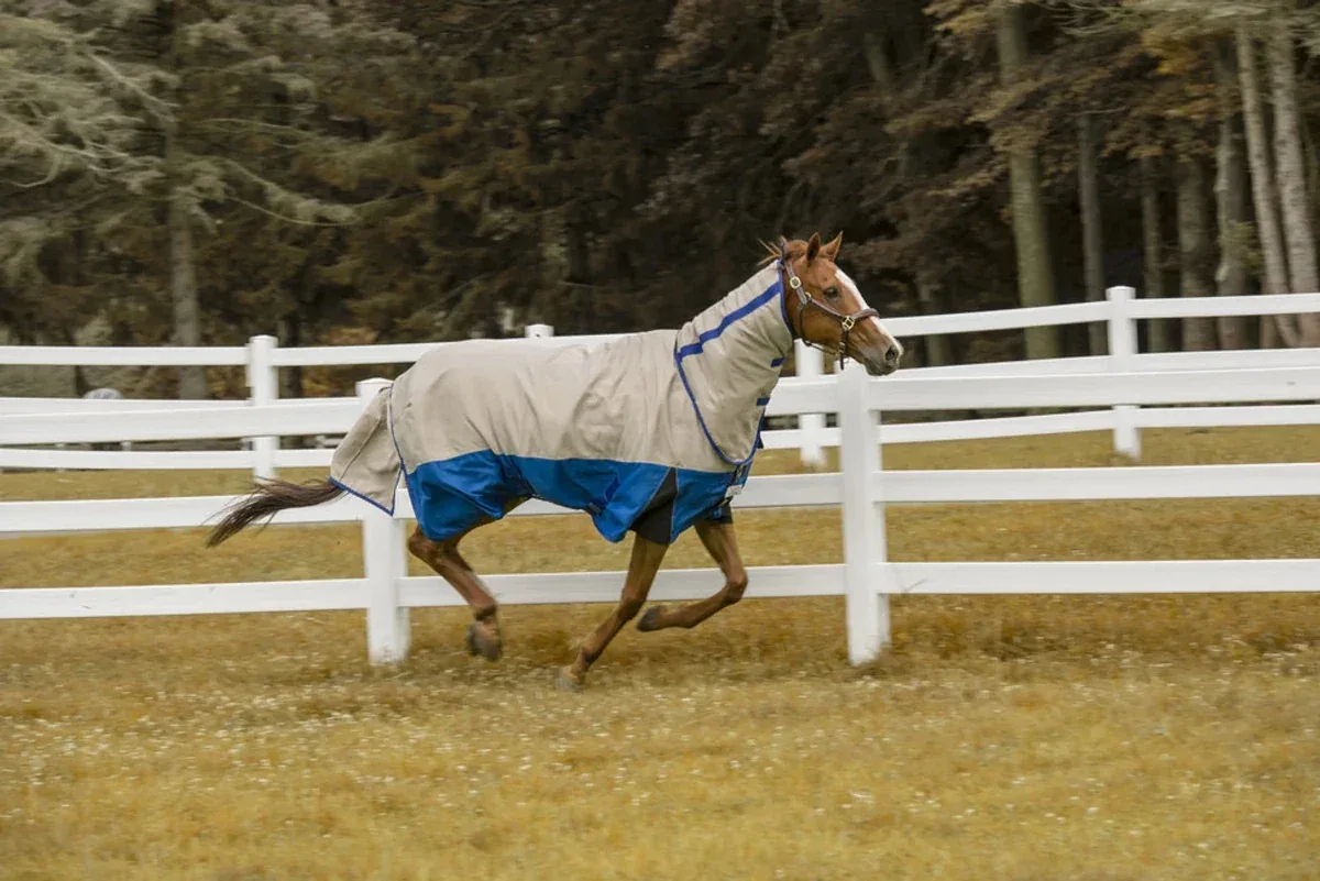 Tuffrider Bonum 1200D Ripstop Medium Weight Turnout Blanket With Combo Neck- 220 gms - Image 2