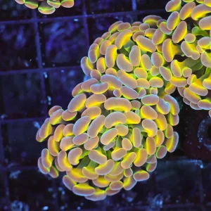 Tutti Frutti Hammer WYSIWYG - SAQ Coral Farm