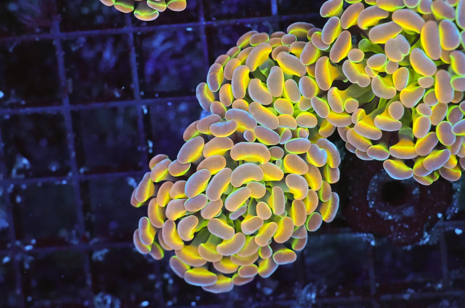 Tutti Frutti Hammer WYSIWYG - SAQ Coral Farm