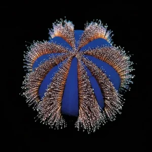 Tuxedo Urchins (Mespilia globulus) 0.5" - 1.0" - ORA Chicago