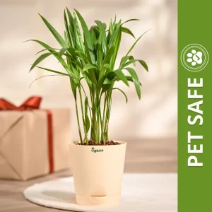 Ugaoo Areca Palm Pet Safe Plant with Self Watering Pot