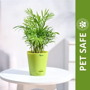 Ugaoo Bamboo Palm Pet Safe Plant with Self Watering Pot