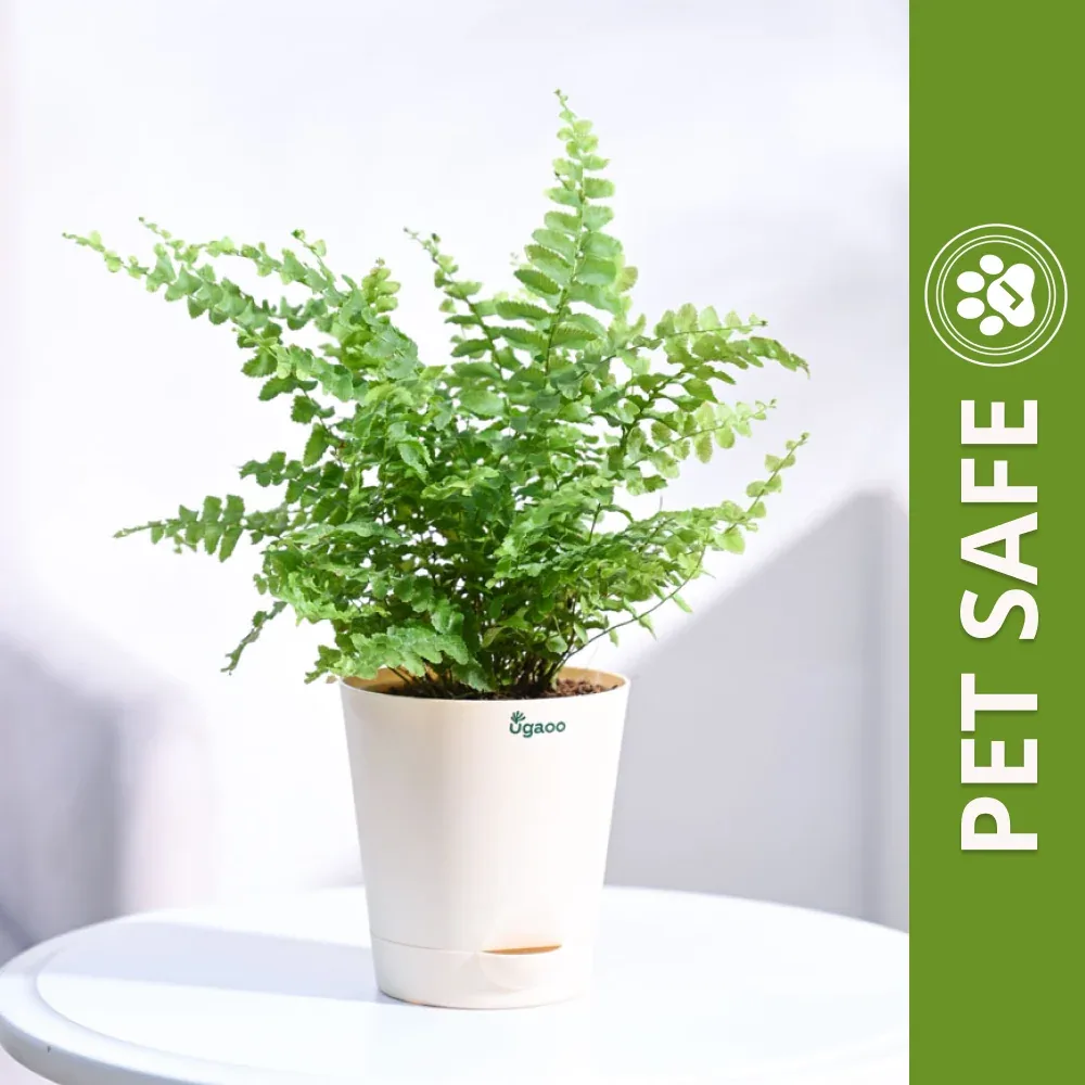 Ugaoo Boston Compacta Natural Live Indoor Pet Safe Plant with Pot