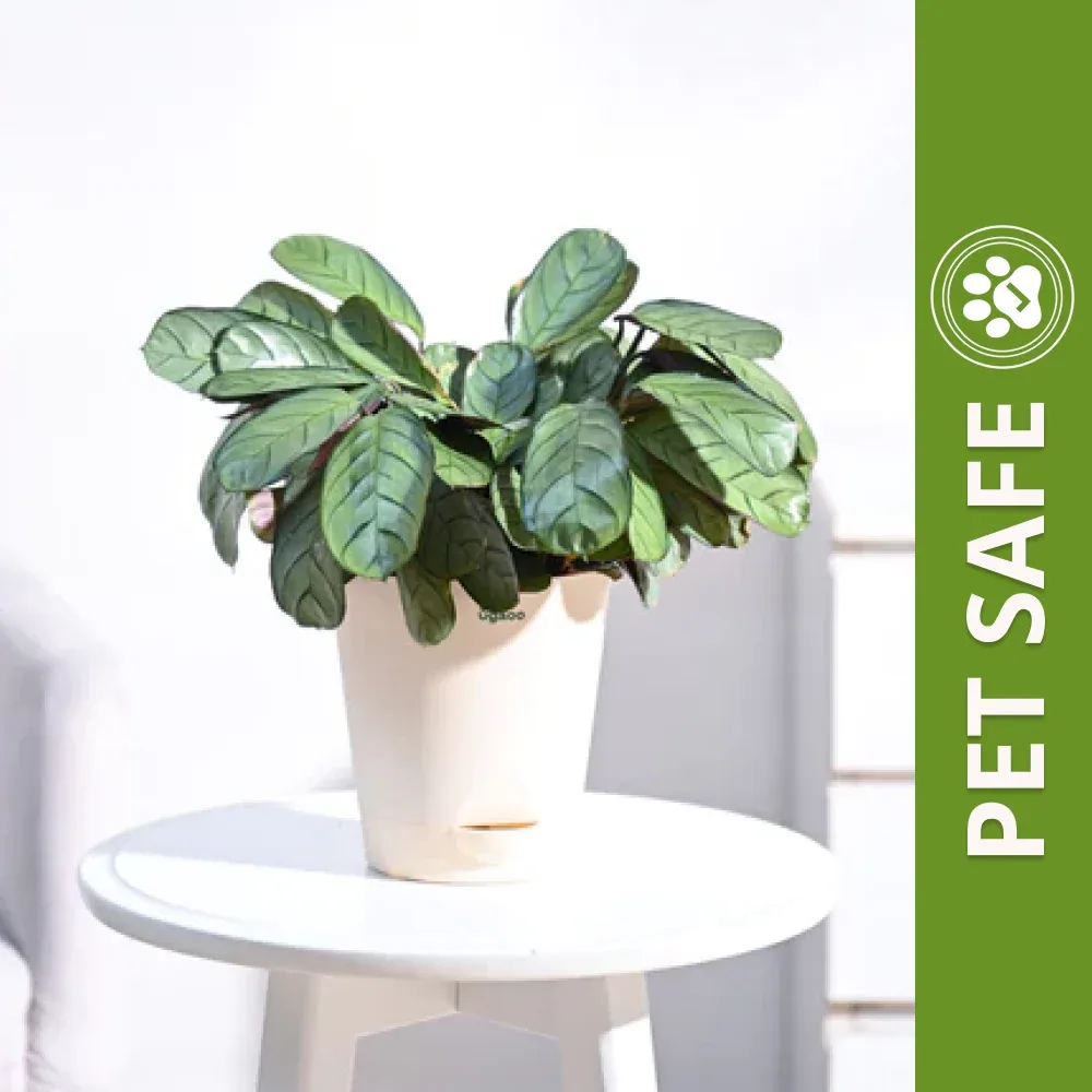 Ugaoo Calathea Prayer Indoor Live Pet Safe Plant with Pot