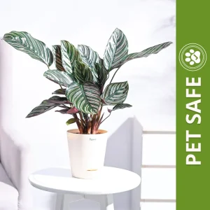 Ugaoo Calathea Sanderiana Natural Live Indoor Pet Safe Plant with Pot