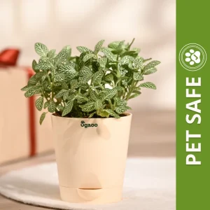 Ugaoo Fittonia Green Pet Safe Plant with Self Watering Pot (Nerve Plant)