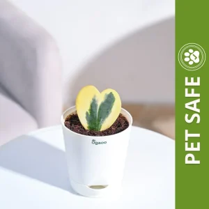 Ugaoo Heart Hoya Variegated Succulent Live Pet Safe Plant with Pot