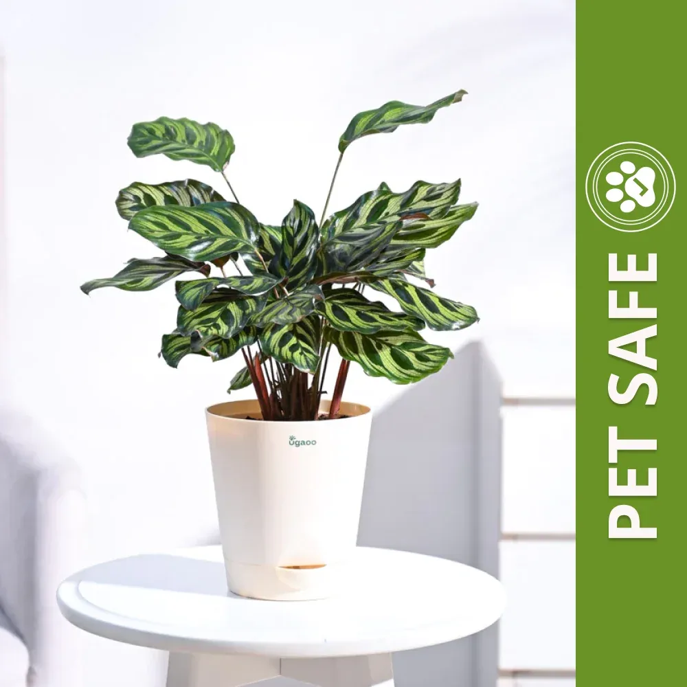 Ugaoo Peacock Natural Live Indoor Pet Safe Plant with Pot