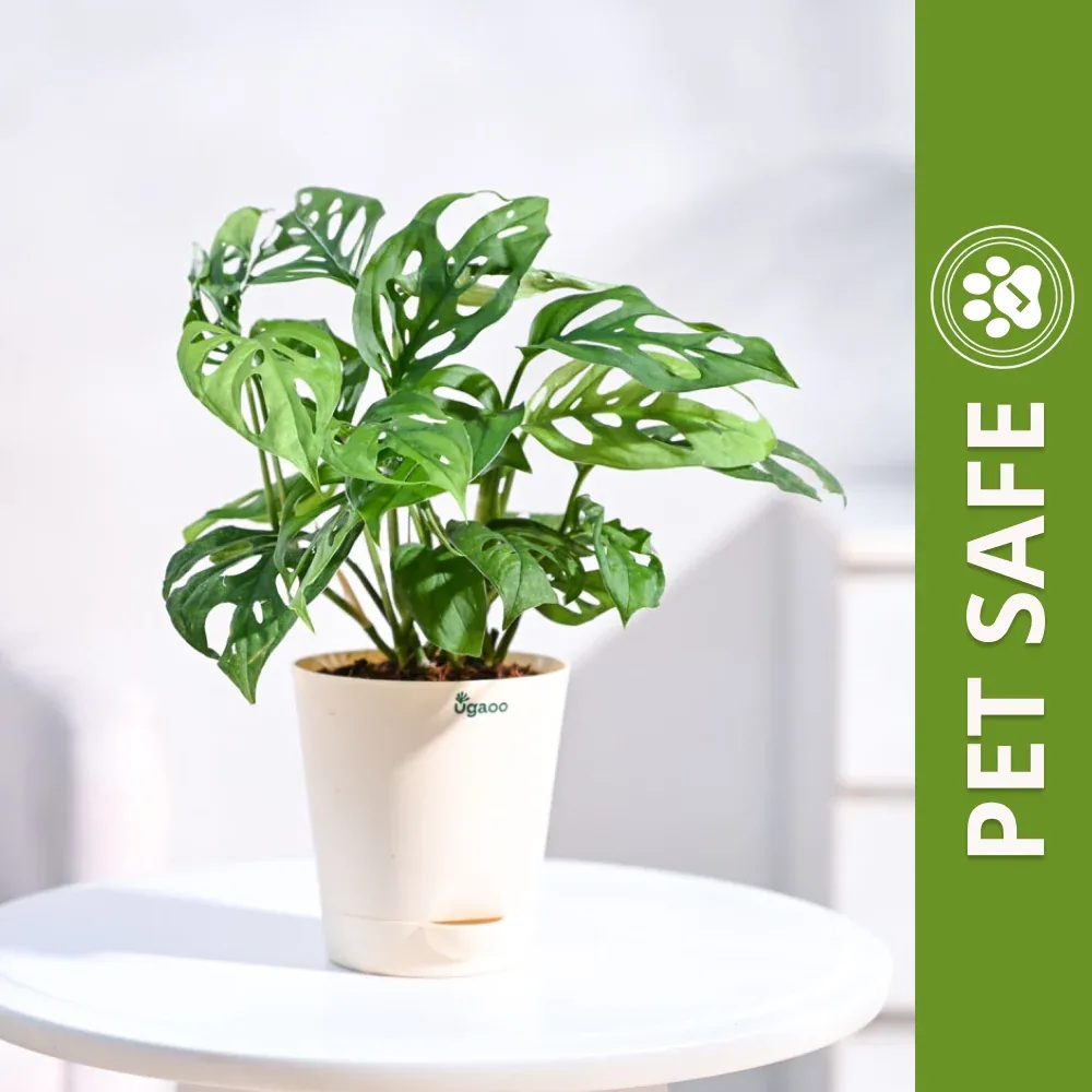 Ugaoo Philodendron Broken Heart Pet Safe Plant with White Self Watering Pot (Monstera Adansonii)