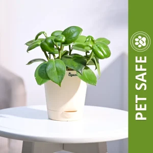 Ugaoo Succulent Live Peperomia Green Creeper Pet Safe Plant with Pot