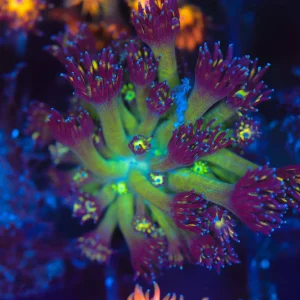 ULTRA Green Purple Goniopora WYSIWYG - SAQ Coral Farm
