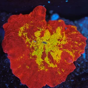 ULTRA Jawbreaker Disco Mushroom WYSIWYG - SAQ Coral Farm