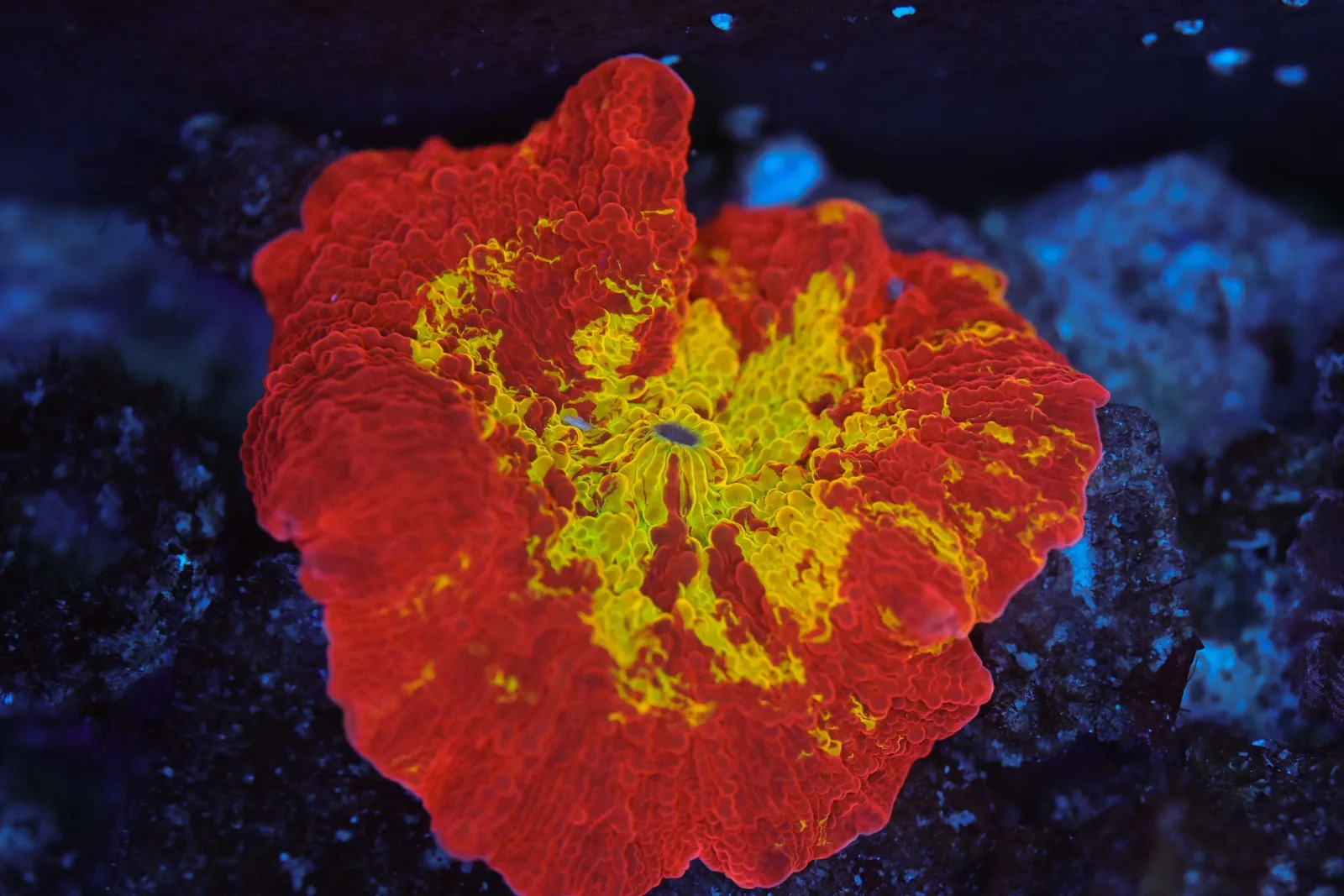 ULTRA Jawbreaker Disco Mushroom WYSIWYG - SAQ Coral Farm