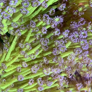 Ultra Purple Tip Goniopora Coral (3/4" - 1.5") - SAQ Coral Farm