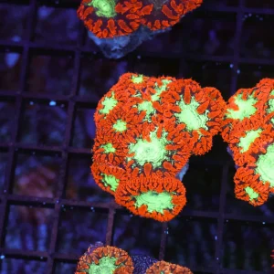 ULTRA Red Blastomussa Colony WYSIWYG - SAQ Coral Farm