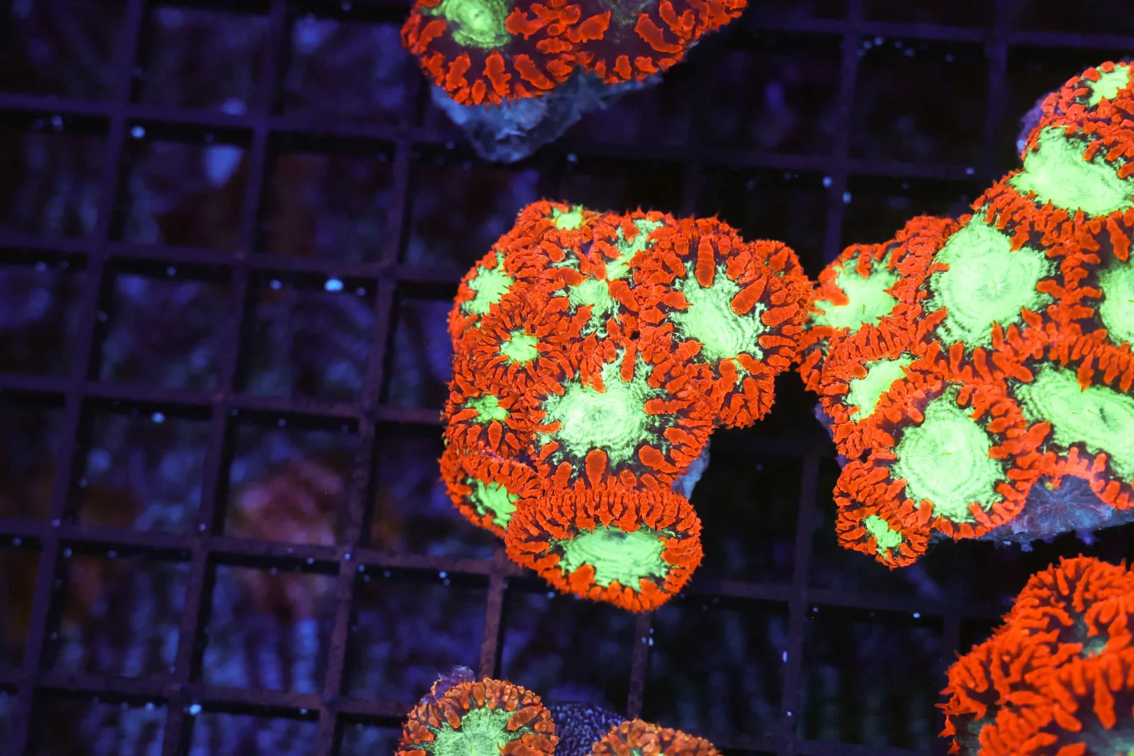 ULTRA Red Blastomussa Colony WYSIWYG - SAQ Coral Farm