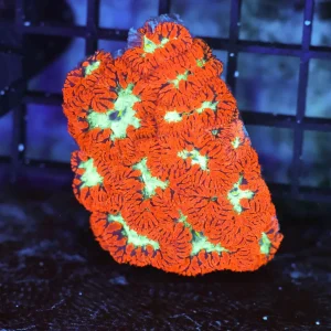 ULTRA Red Blastomussa Colony WYSIWYG - SAQ Coral Farm
