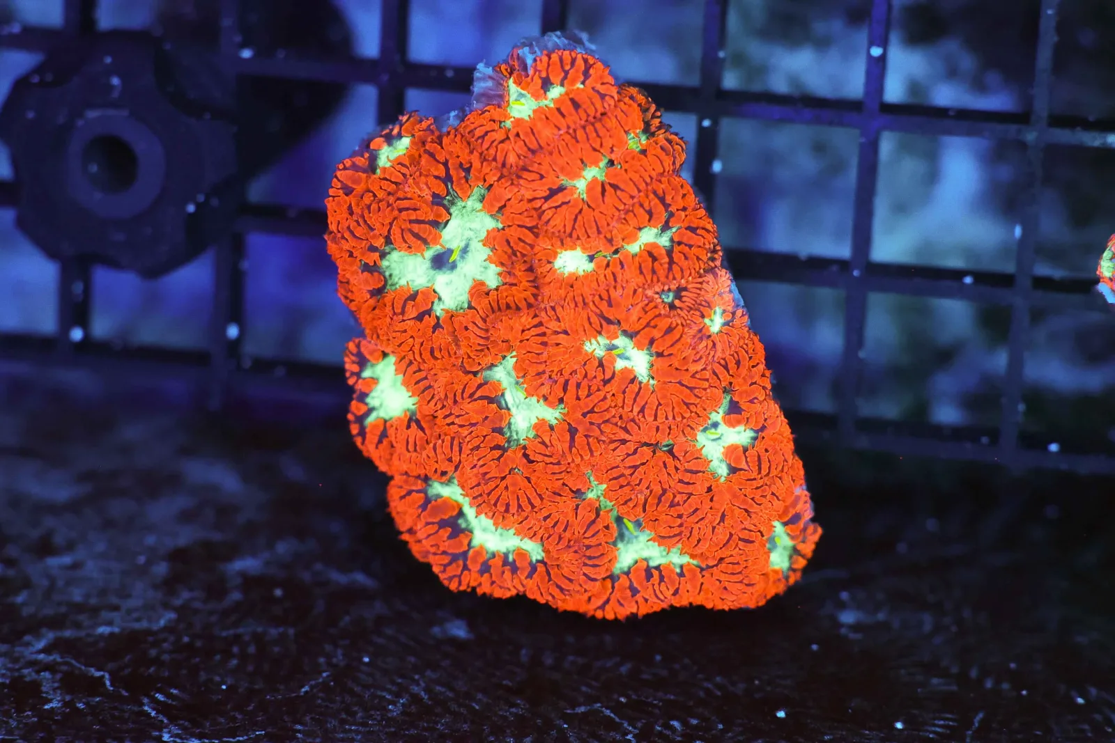 ULTRA Red Blastomussa Colony WYSIWYG - SAQ Coral Farm
