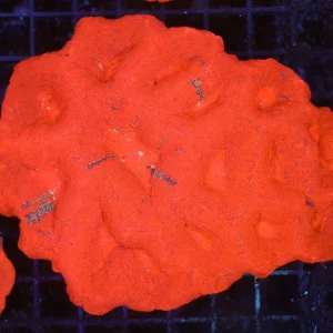 ULTRA Red Bowerbanki Colony WYSIWYG - SAQ Coral Farm