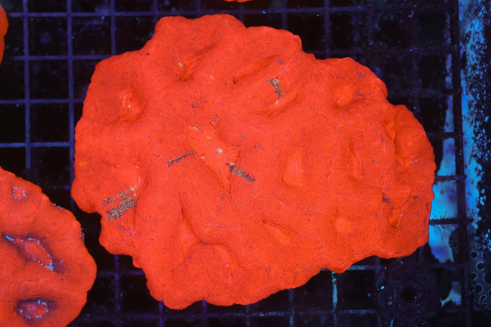 ULTRA Red Bowerbanki Colony WYSIWYG - SAQ Coral Farm
