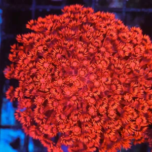 ULTRA Red Goniopora Colony WYSIWYG - SAQ Coral Farm