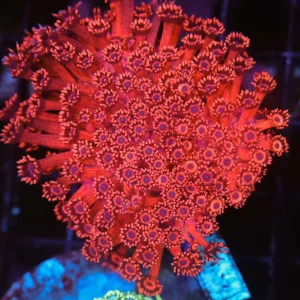 ULTRA Red Goniopora WYSIWYG - SAQ Coral Farm