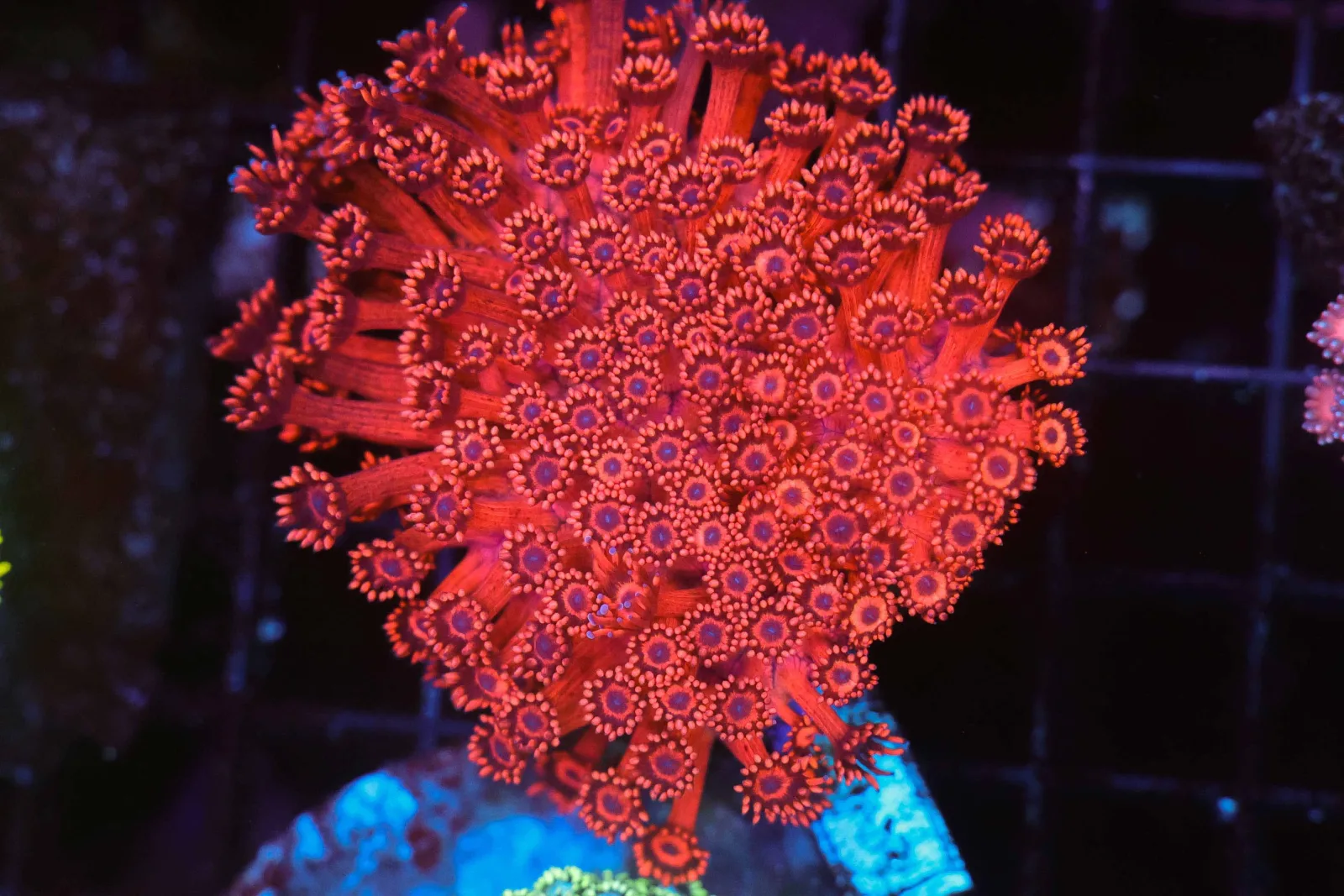 ULTRA Red Goniopora WYSIWYG - SAQ Coral Farm