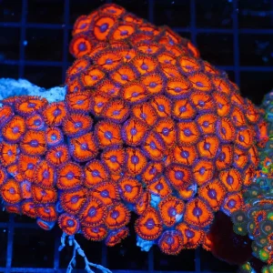 Ultra Red Zoanthid Colony WYSIWYG - SAQ Coral Farm