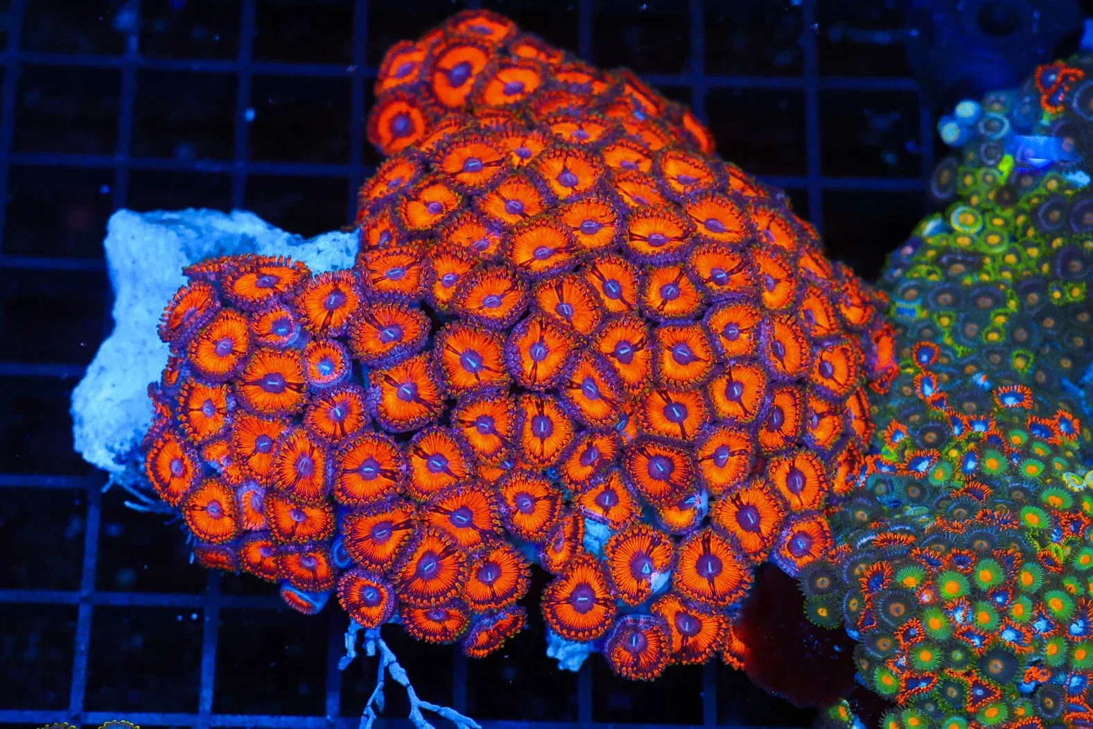 Ultra Red Zoanthid Colony WYSIWYG - SAQ Coral Farm