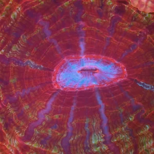 Unbridled Wrath Cynarina WYSIWYG - SAQ Coral Farm
