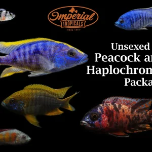 Unsexed Peacock/Haplochromines Cichlid Package