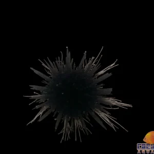 Urchin - Caribbean Rock